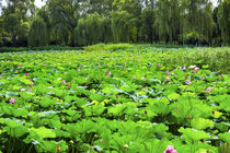 Lotus Garden Summer Palace Beijing, China by Danita Delimont