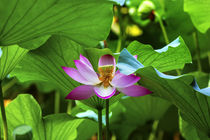 Pink Lotus Flower Stamen Close Up Beijing China von Danita Delimont