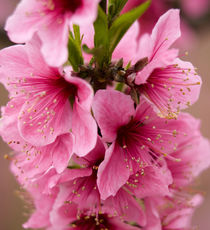 Pink Peach Blossoms Close Up Sichuan China by Danita Delimont