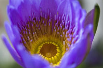 Purple Yellow Water Lily Flower Hong Kong Flower Market by Danita Delimont