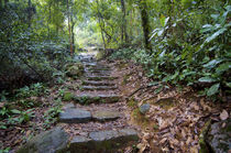 Hong Kong, Tai Po Kau Nature Park, a jungle trail with stone... von Danita Delimont