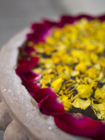 Flower petals floating on water surface in Udaipur, Rajasthan, India. von Danita Delimont