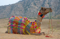 Brightly decorated camel, Pushkar, Rajasthan, India. by Danita Delimont