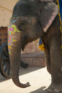 Decorated elephant, Amber Fort, Jaipur, Rajasthan, India. by Danita Delimont