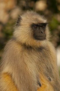 Langur Monkey, Amber Fort, Jaipur, Rajasthan, India. by Danita Delimont