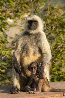 Langur Monkey, Amber Fort, Jaipur, Rajasthan, India. by Danita Delimont