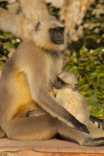 Langur Monkey, Amber Fort, Jaipur, Rajasthan, India. by Danita Delimont