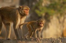 Rhesus Monkey mother and baby, Monkey Temple, Jaipur, Rajast... von Danita Delimont