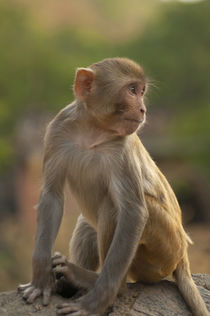 Young Rhesus monkey, Monkey Temple, Jaipur, Rajasthan, India. by Danita Delimont