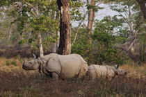One-horned Rhinoceros and young feeding, Kaziranga National ... von Danita Delimont
