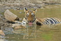 Royal Bengal Tiger, drinking at the waterhole, Tadoba Andher... by Danita Delimont