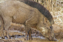 Indian Boar drinking, Tadoba Andheri Tiger Reserve, India. von Danita Delimont