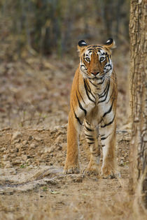 Royal Bengal Tigress near waterhole, Tadoba Andheri Tiger Re... by Danita Delimont