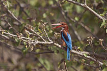 White Throated Kingfisher, Corbett National Park, India. von Danita Delimont