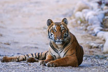 Royal Bengal Tiger on the riverbed of Ramganga river, Corbet... von Danita Delimont