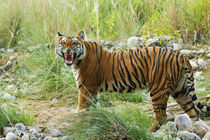 Royal Bengal Tiger snarling, on the riverbed of Ramganga riv... von Danita Delimont