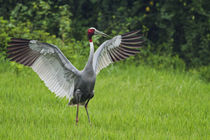 Indian Saras Crane, stretching wings, Keoladeo National Park, India. by Danita Delimont