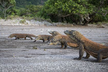 Indonesia, Rinca Island, Komodo National Park by Danita Delimont