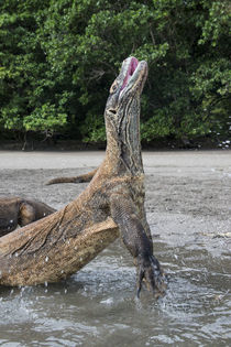 Indonesia, Rinca Island, Komodo National Park by Danita Delimont