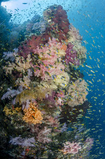 Indonesia, West Papua, Raja Ampat von Danita Delimont