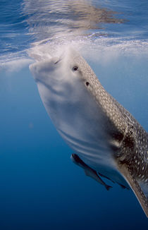 Whale shark von Danita Delimont