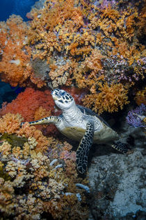 Hawksbill Turtle by Danita Delimont