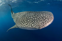 Whale Shark von Danita Delimont