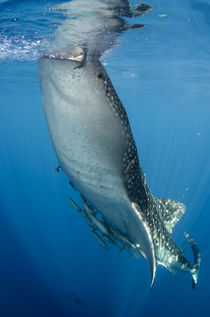 Whale Shark von Danita Delimont