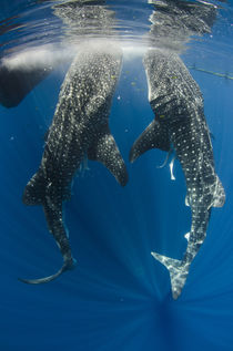 Whale Shark at Bagan by Danita Delimont