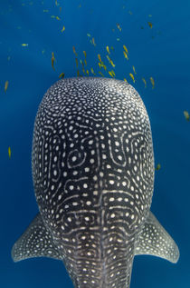 Whale Shark & Golden Trevally von Danita Delimont