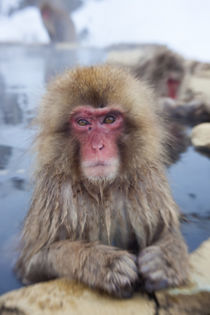 Japanese macaque, Snow monkey, Joshin-etsu National Park, Honshu von Danita Delimont