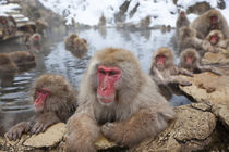 Japanese macaque, Snow monkey, Joshin-etsu National Park, Honshu von Danita Delimont