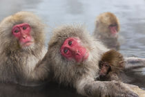 Japanese macaque, Snow monkey, Joshin-etsu National Park, Honshu von Danita Delimont