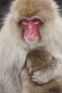 Japanese macaque, Snow monkey, Joshin-etsu National Park, Honshu by Danita Delimont