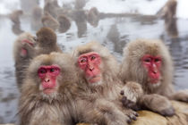 Japanese macaque, Snow monkey, Joshin-etsu National Park, Honshu von Danita Delimont