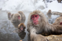 Japanese macaque, Snow monkey, Joshin-etsu National Park, Honshu by Danita Delimont