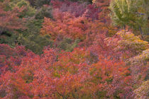 Autumn colors and Temple, Kyoto, Japan von Danita Delimont