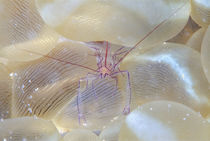 Bubble coral shrimp, Kapalai Island, Malaysia by Danita Delimont