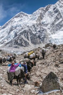 Yaks and herders on trail to Everest Base Camp. von Danita Delimont