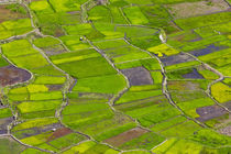 The Rice Terraces of the Philippine Cordilleras, UNESCO Worl... by Danita Delimont