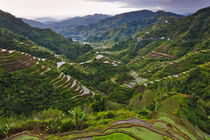 The Rice Terraces of the Philippine Cordilleras, UNESCO Worl... by Danita Delimont