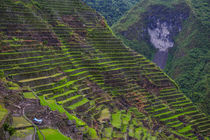 Batad rice terraces, part of the World Heritage Site Banaue,... by Danita Delimont