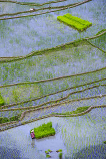 Unesco World Heritage Site, Rice Terraces of Banaue, Norther... by Danita Delimont