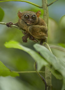 Philippine Tarsier, Bohol, Philippines by Danita Delimont