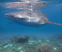 Whale Shark in shallow water, Cebu, Philippines von Danita Delimont