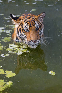 Tigers in water von Danita Delimont