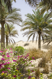 Bab Al Shams Desert Resort and Spa von Danita Delimont
