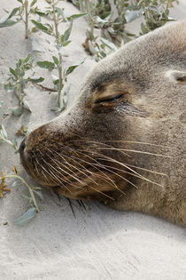 Australian Sea Lion, Australia von Danita Delimont