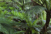 Tree Fern in the Great Otway NP, Australia by Danita Delimont