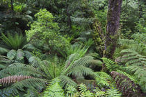 Tree Fern in the Great Otway NP, Australia von Danita Delimont